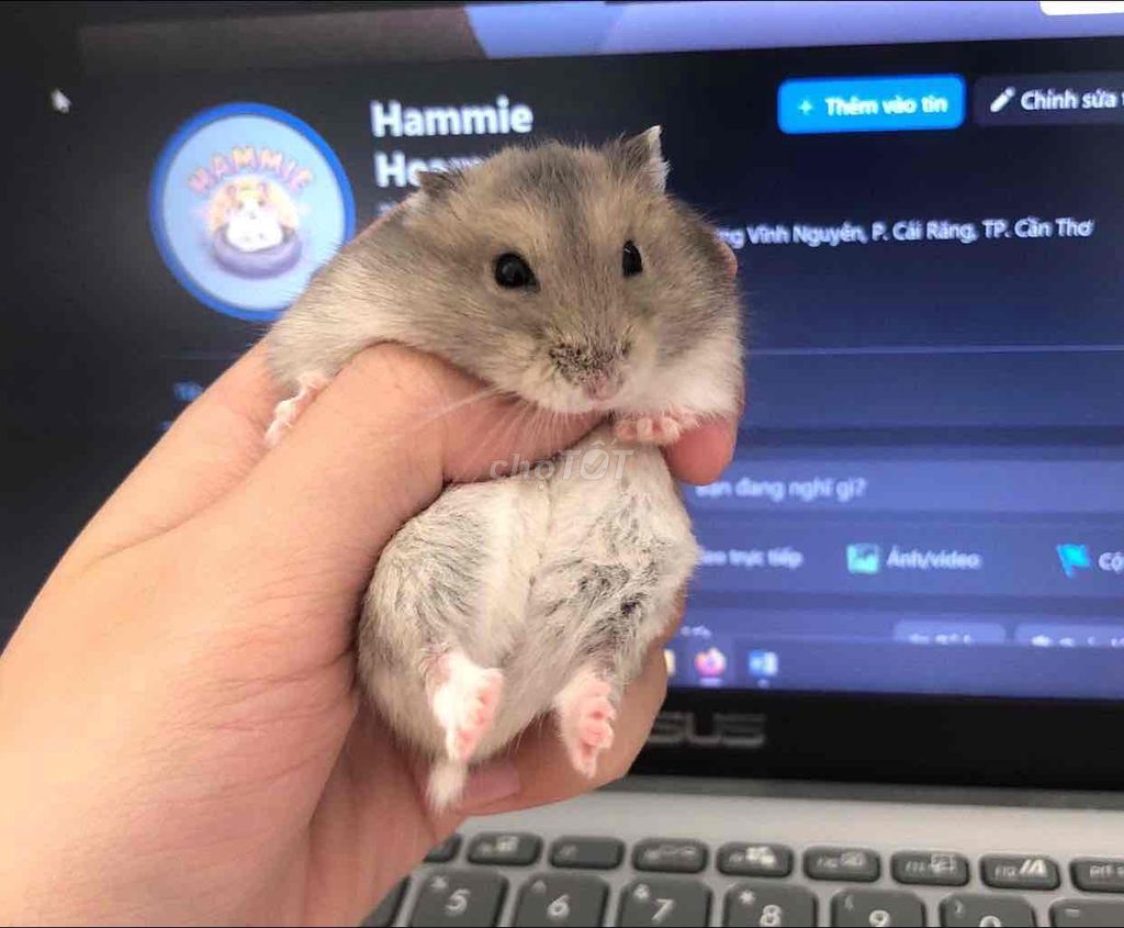 Chuột Hamster nhiều màu. Mua bán Thú cưng khác tại Quận Cái Răng Cần Thơ được đăng bởi Hammie Heamster hình 1