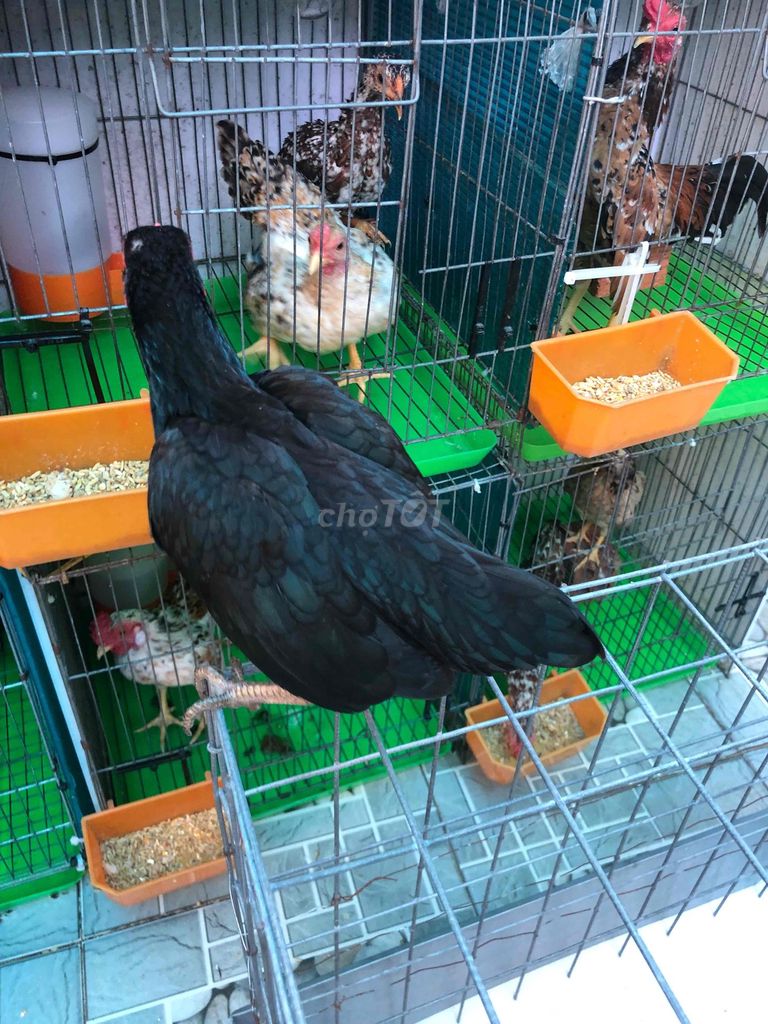 Gà con giống nhỏ trống mái khỏe mạnh. Mua bán Gà tại Huyện Nhà Bè Tp Hồ Chí Minh được đăng bởi LÊ VĂN GIÀU hình 1