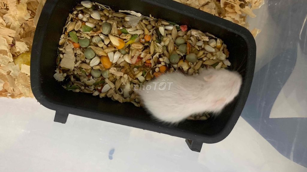 Chuột Hamster Bear trắng 3 tuần. Mua bán Thú cưng khác tại Quận Đống Đa Hà Nội được đăng bởi Nguyễn Thị Bích Ngọc hình 1