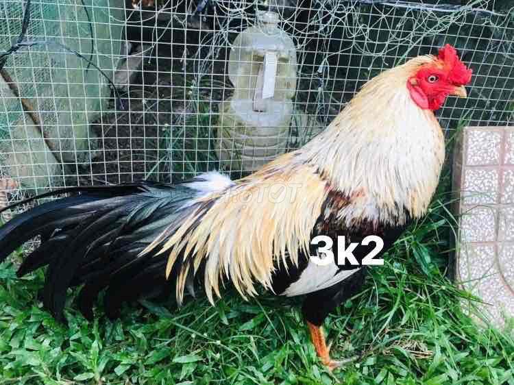 gà tơ 3k2