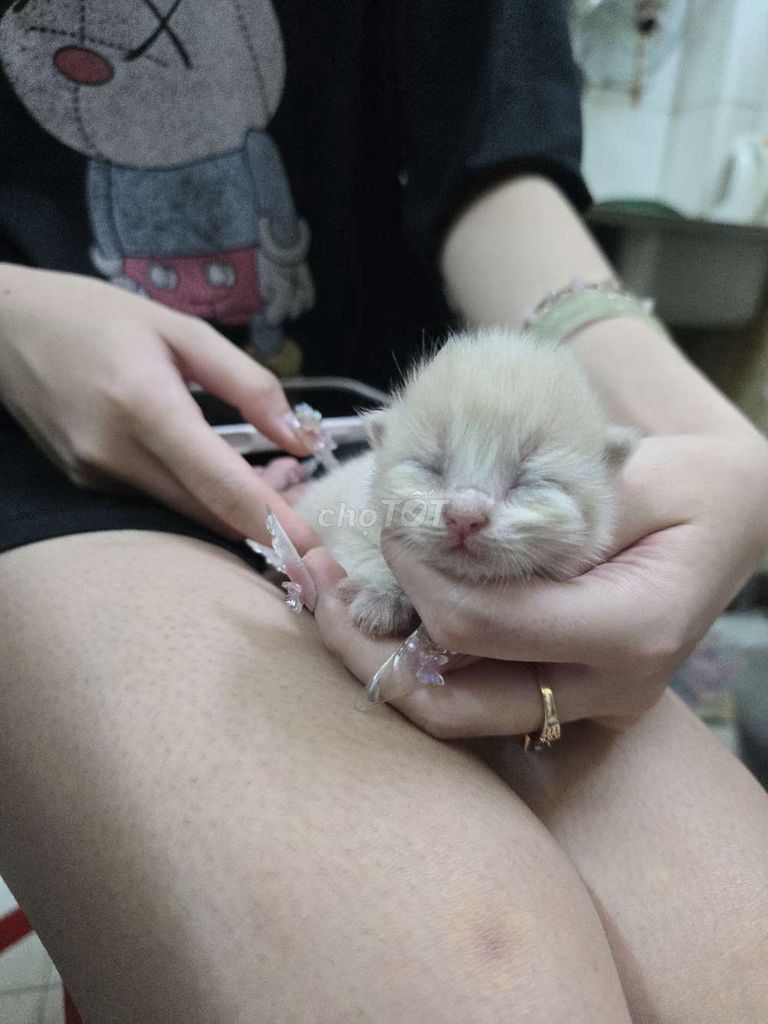 Mèo Ragdoll 10 ngày Vàng cam. Mua bán Mèo tại Quận Bình Thạnh Tp Hồ Chí Minh được đăng bởi Nguyễn Hoàng xuân trâm hình 1