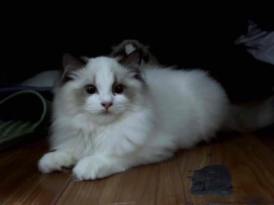 Mèo Ragdoll cái lông dài trắng