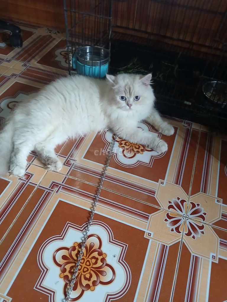 Mèo Anh lông dài đực trắng. Mua bán Mèo tại Quận Hồng Bàng Hải Phòng được đăng bởi Nguyễn Văn Tâm hình 1