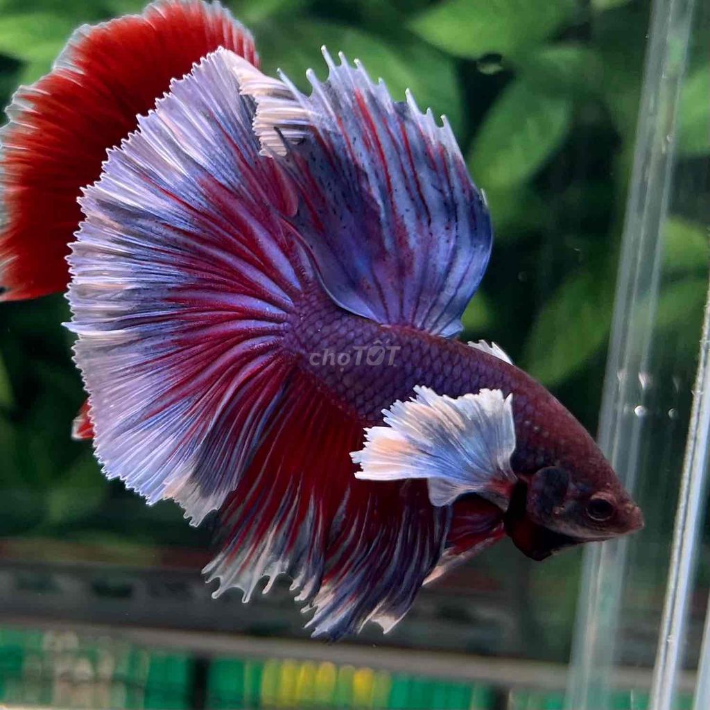cá Betta Dumbo Halfmoon. Mua bán Thú cưng khác tại Huyện Hóc Môn Tp Hồ Chí Minh được đăng bởi Cậu Ba Betta  hình 4