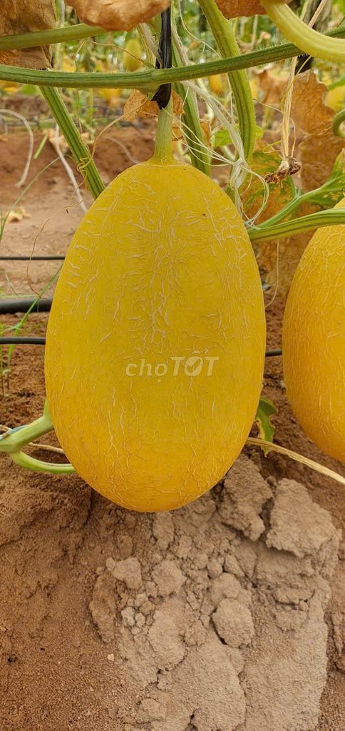 [Bán sỉ] 400kg Dưa lưới Huỳnh Long 1-1.2kg/trái. Mua bán Đồ ăn, thực phẩm và các loại khác tại Quận Bình Thạnh Tp Hồ Chí Minh được đăng bởi Dưa Lưới LiFarm hình 1