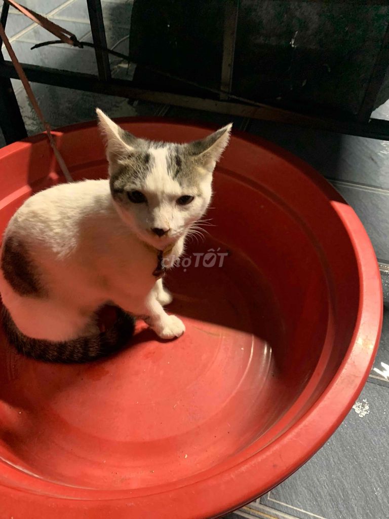 Mèo con Trắng xám Hiền lành. Mua bán Mèo tại Huyện Hóc Môn Tp Hồ Chí Minh được đăng bởi nhat long hình 1