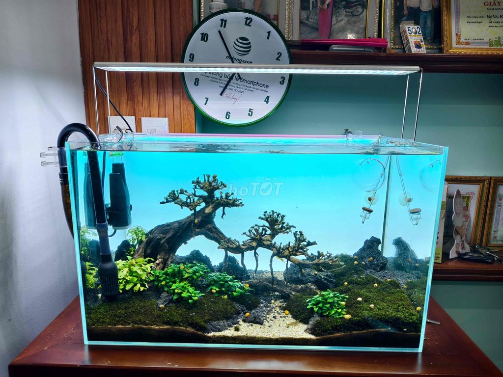 Thanh lý full combo bể 60x30x36 siêu trong. Mua bán Phụ kiện, Thức ăn, Dịch vụ tại Quận Cẩm Lệ Đà Nẵng được đăng bởi Thành Phạm hình 1