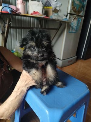 Phốc sóc lai poodle nhà đẻ. Mua bán Chó tại Quận Bình Thuỷ Cần Thơ được đăng bởi thaisohoang