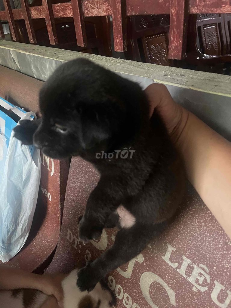 Chó Đực có móng đeo. Mua bán Chó tại Thành phố Cà Mau Cà Mau được đăng bởi LÊ ĐIỀN hình 1