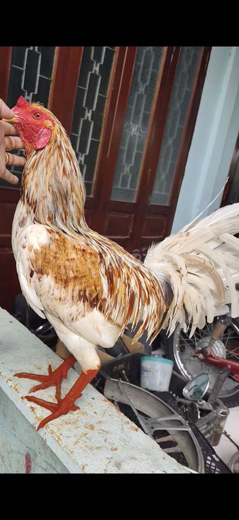 bướm camelo 3k2 . Mua bán Gà tại Huyện Gò Công Tây Tiền Giang được đăng bởi gà lấu gò Công hình 1