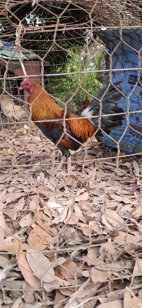 Gà chọi 1.9kg Nâu đen đỏ. Mua bán Gà tại Huyện Long Hồ Vĩnh Long được đăng bởi gà zin hình 1