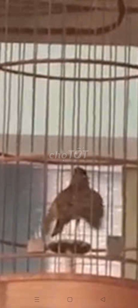 son ca hót. Mua bán Chim tại Quận Gò Vấp Tp Hồ Chí Minh được đăng bởi Dũng Nguyễn  hình 1