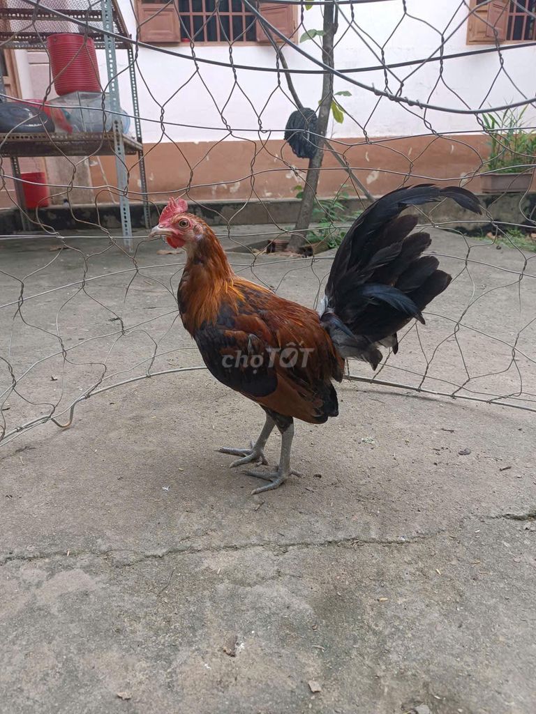 Gà tre Mỹ Hatch lai 4 tháng 8 lạng. Mua bán Gà tại Thành phố Đồng Xoài Bình Phước được đăng bởi Hà đức bách hình 1