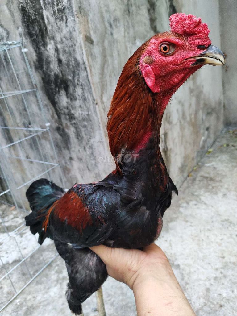 Gà đòn Tía lửa 18. Mua bán Gà tại Quận 1 Tp Hồ Chí Minh được đăng bởi Ngọc Thạch hình 1