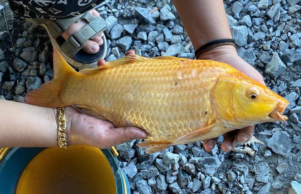 Cá chép Vàng Cá sông đang mang trứng. Mua bán Thú cưng khác tại Quận 12 Tp Hồ Chí Minh được đăng bởi Chợ Pet  hình 1