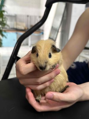 Bọ ú Cali 2-3 tháng Vàng