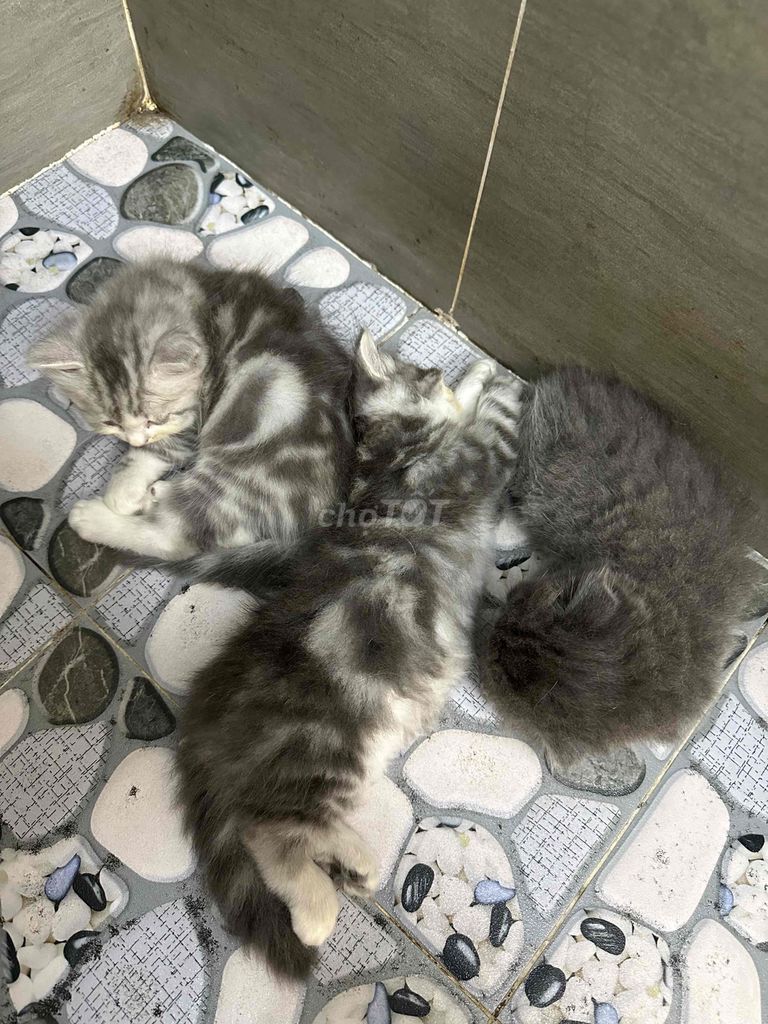 Mèo Anh Lông Dài Tabby 2t Nhà Trồng Đi Chậu Cát. Mua bán Mèo tại Quận Gò Vấp Tp Hồ Chí Minh được đăng bởi Lulu hình 1