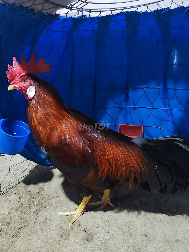 gà đều thái mỹ. Mua bán Gà tại Huyện Bình Tân Vĩnh Long được đăng bởi Thi Nguyễn hình 1