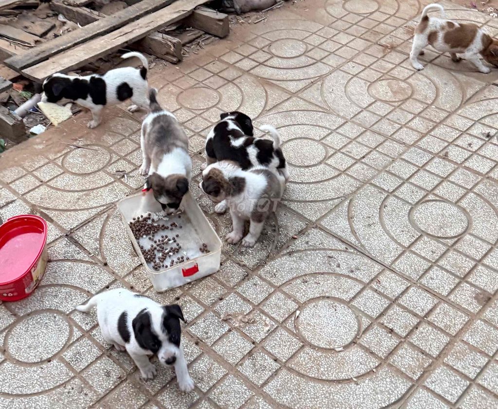 Chó con Đen trắng, Nâu trắng. Mua bán Chó tại Quận Ninh Kiều Cần Thơ được đăng bởi Lê Đức hình 1