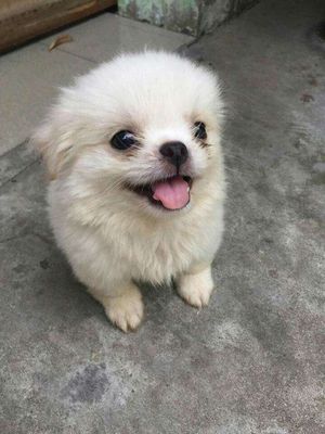 Chó fox sóc F1 mini 2 tháng