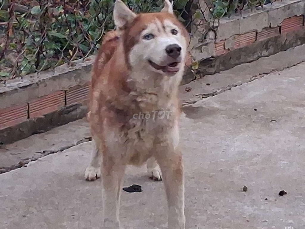 Chó Husky Đực Hồng Phấn. Mua bán Chó tại Quận Bình Tân Tp Hồ Chí Minh được đăng bởi Nhân Rottweiler  hình 1