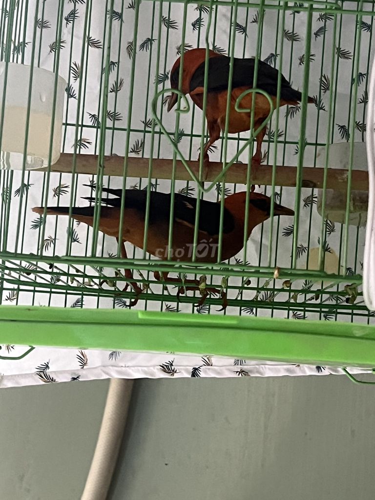 Cặp chim Hồng tước Cam Đen. Mua bán Chim tại Quận 12 Tp Hồ Chí Minh được đăng bởi Đạt Nguyễn hình 1