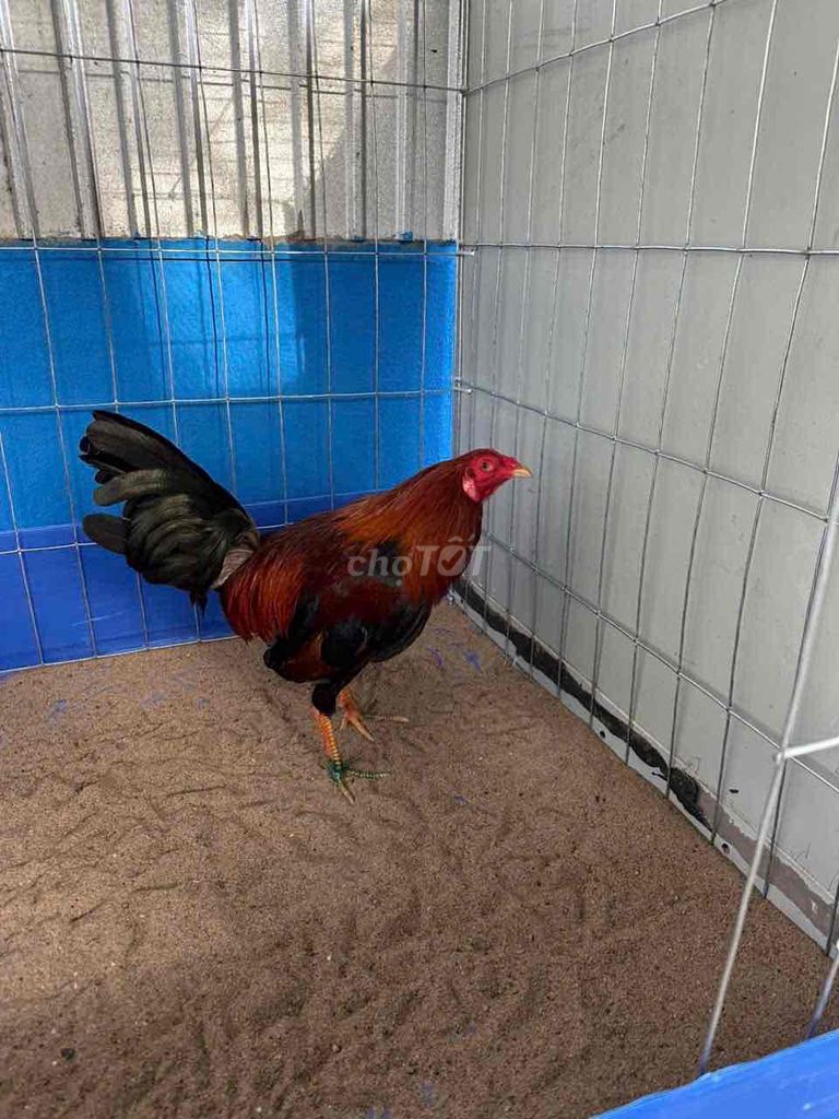 Gà điều mỹ trống màu điều. Mua bán Gà tại Quận 11 Tp Hồ Chí Minh được đăng bởi kiet gia hình 1