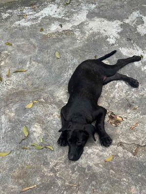 Chó Labrador Đen