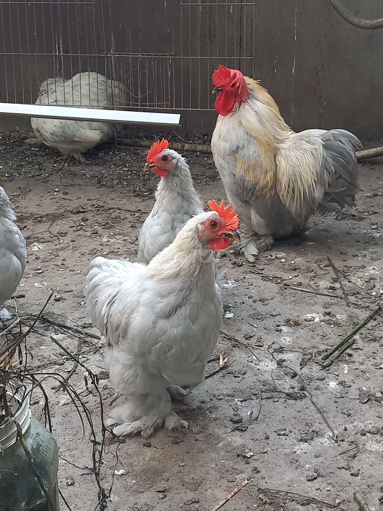 Cặp cochin trống mái thuần chủng. Mua bán Gà tại Huyện An Phú An Giang được đăng bởi Nguyễn minh đức hình 1