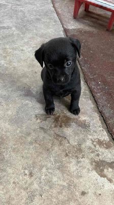 Chó con Đen Nâu đuôi cụt dễ thương