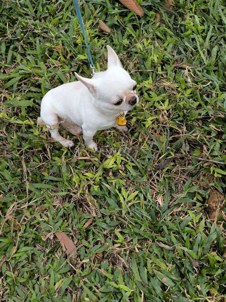 Cần tìm chủ mới cho em chó đực. Mua bán Chó tại Quận 8 Tp Hồ Chí Minh được đăng bởi  Duy Khang nguyen hình 1