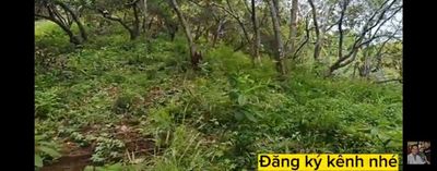 Đất khu du lịch Dray sáp, Dray nur. Sổ hồng chính chủ. Mua bán đất tại Huyện Krông Nô Đắk Nông được đăng bởi Đạt Hà Duy