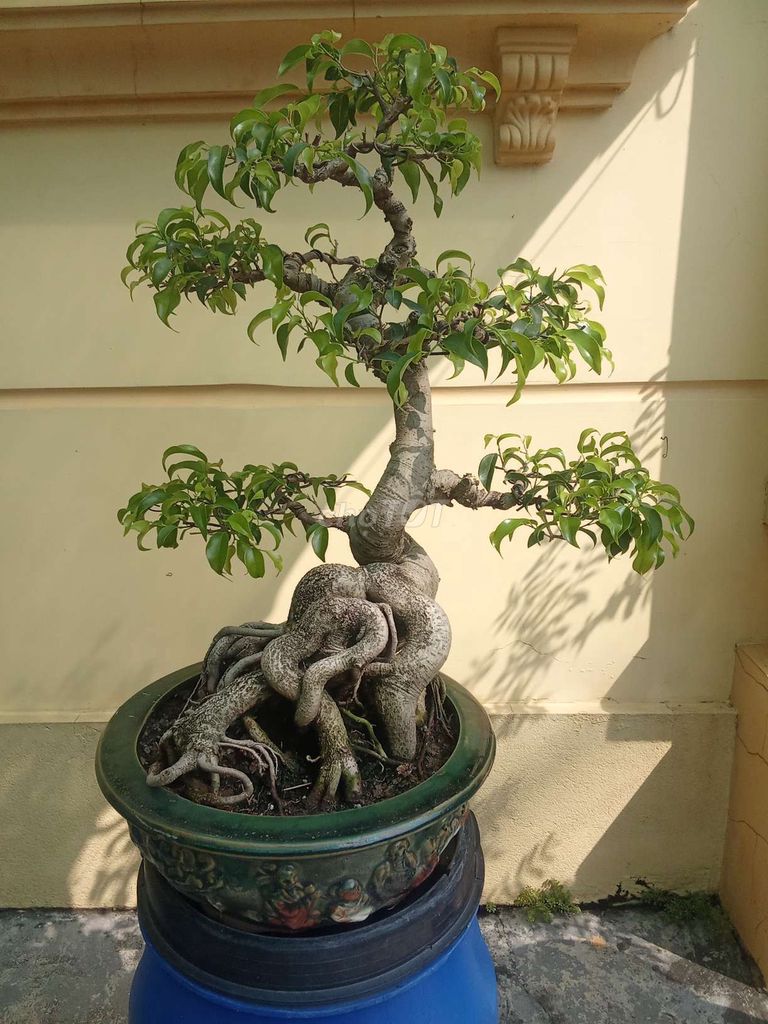 Cây sanh Bonsai Nam Điền. Mua bán Cây cảnh, đồ trang trí tại Huyện An Dương Hải Phòng được đăng bởi lexus hình 1