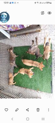 Chó ta lai con 2 tháng tuổi