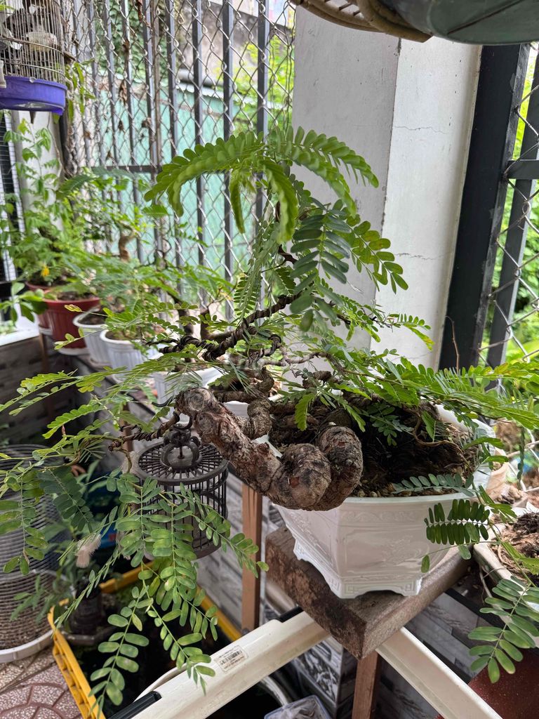 Cây Bonsai Thành phẩm. Mua bán Cây cảnh, đồ trang trí tại Quận Ninh Kiều Cần Thơ được đăng bởi Chú An hình 1