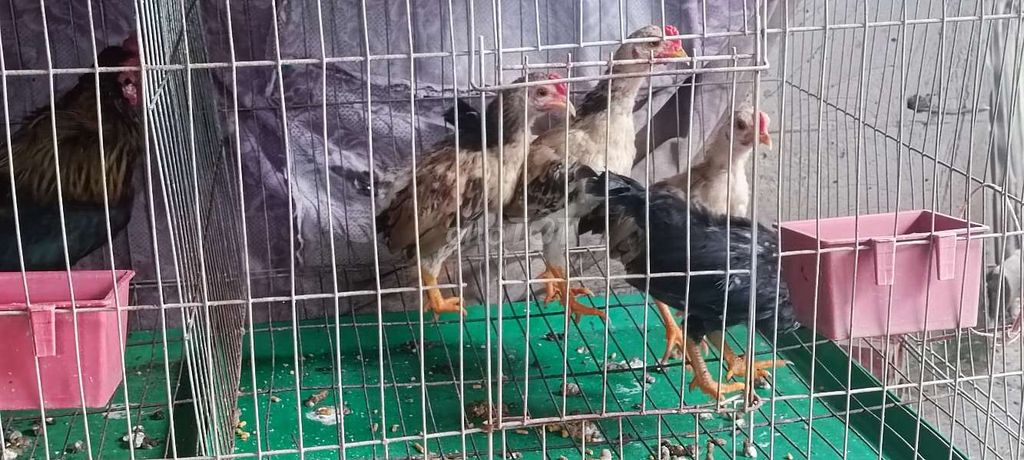 Gà Tre Bắc. Mua bán Gà tại Thành phố Cao Lãnh Đồng Tháp được đăng bởi Gà Đồng Thap hình 1