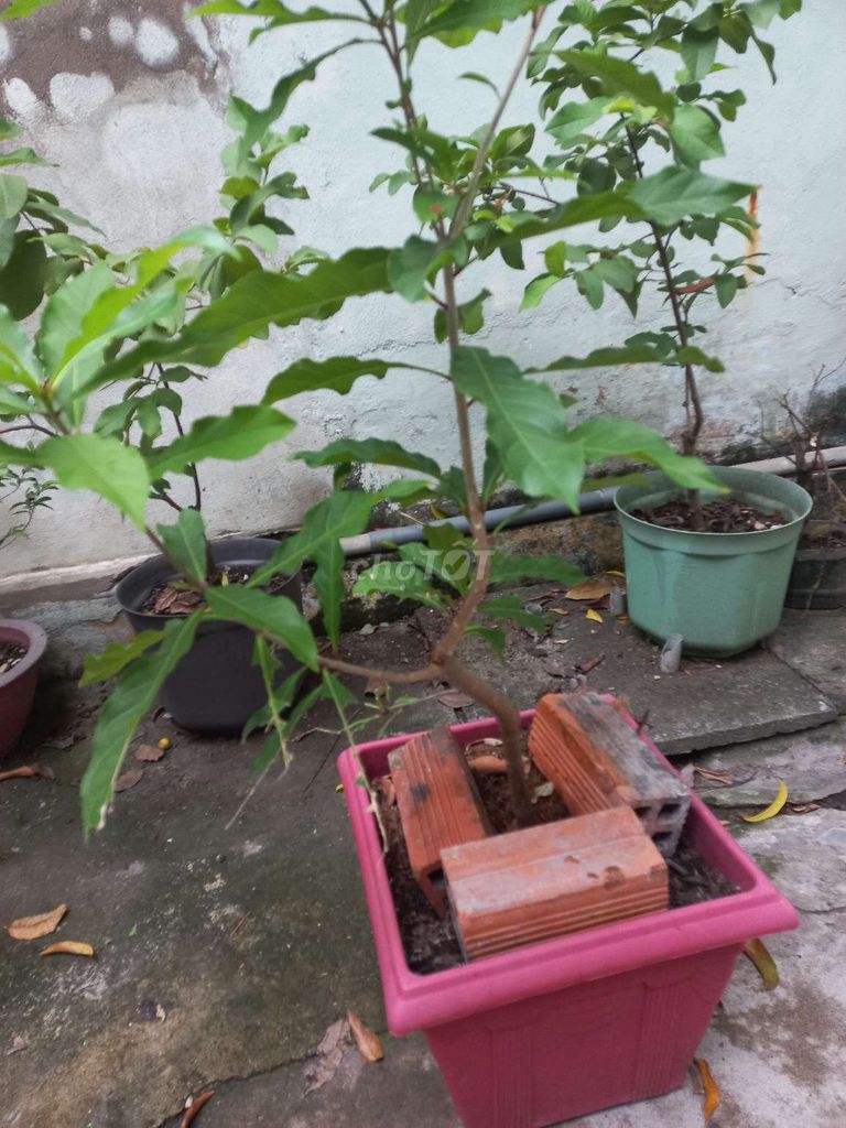 Cây Lộc Vừng Đỏ 60cm Kèm Chậu. Mua bán Cây cảnh, đồ trang trí tại Quận Tân Phú Tp Hồ Chí Minh được đăng bởi Minh Long hình 1