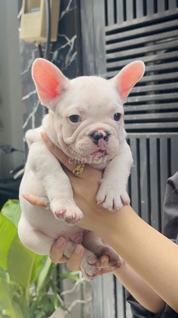 Chó Bull Pháp full trắng, Bò sữa Thuần chủng. Mua bán Chó tại Quận Gò Vấp Tp Hồ Chí Minh được đăng bởi Thư hình 1