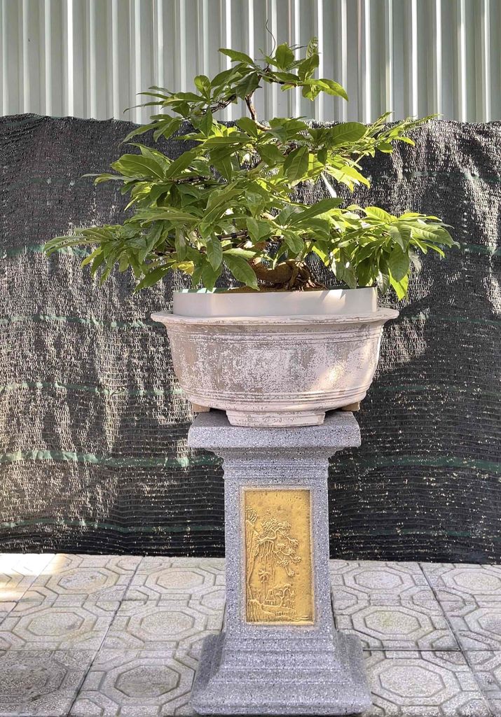 Cây cảnh Bonsai Hoàng Mai. Mua bán Cây cảnh, đồ trang trí tại Thành phố Huế Thừa Thiên Huế được đăng bởi Hoàng Kin hình 1