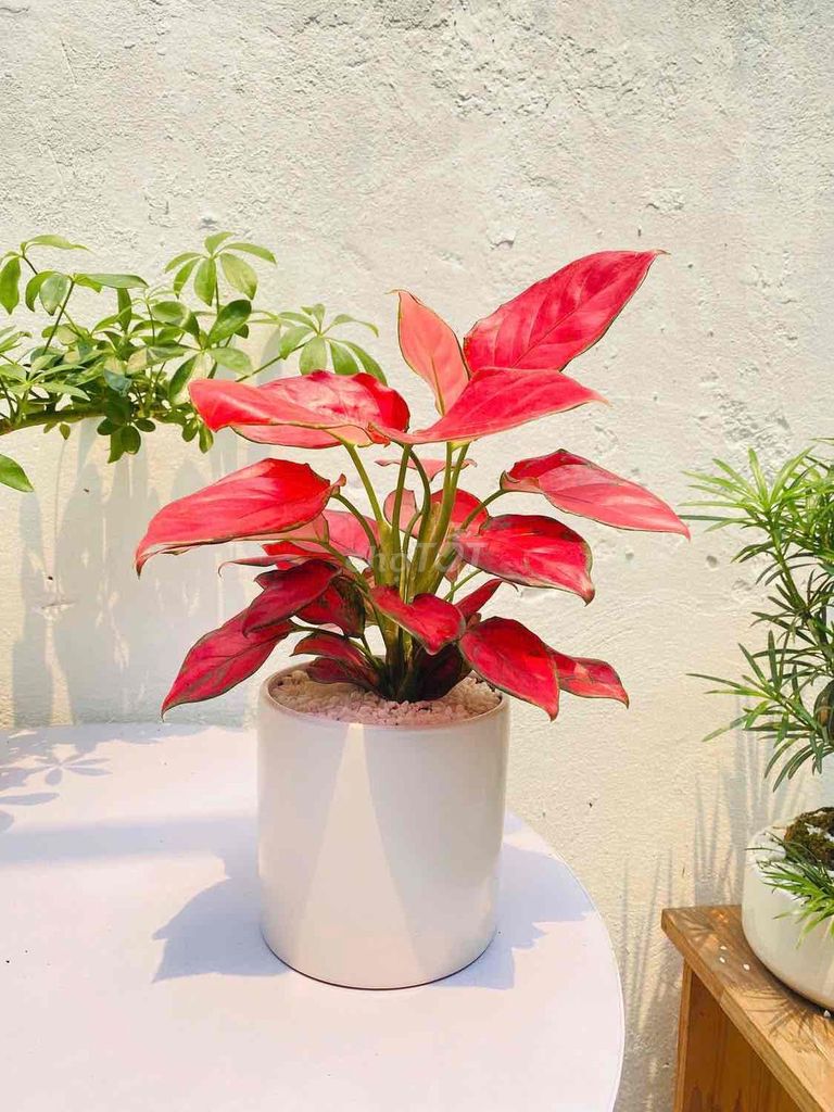 Cây cảnh để bàn Gốm sứ Đa dạng. Mua bán Cây cảnh, đồ trang trí tại Quận Đống Đa Hà Nội được đăng bởi Cây Xanh Thuỷ Nguyễn hình 1