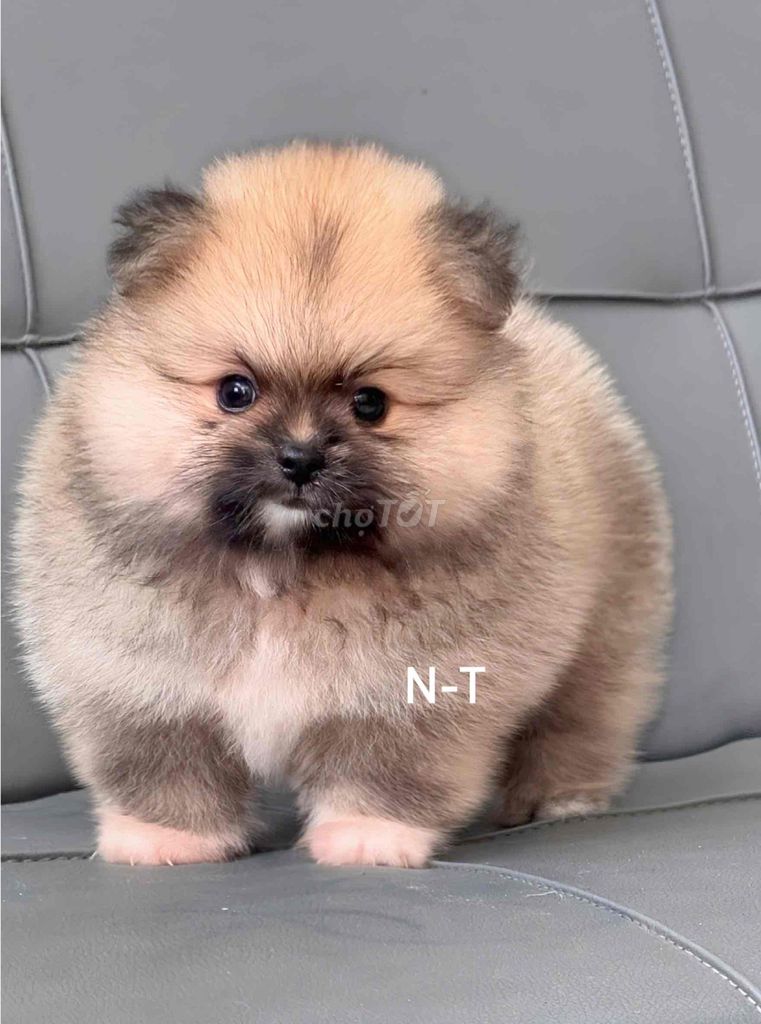 Chó Pomeranian Vàng cam. Mua bán Chó tại Quận Bình Tân Tp Hồ Chí Minh được đăng bởi Trang  hình 1