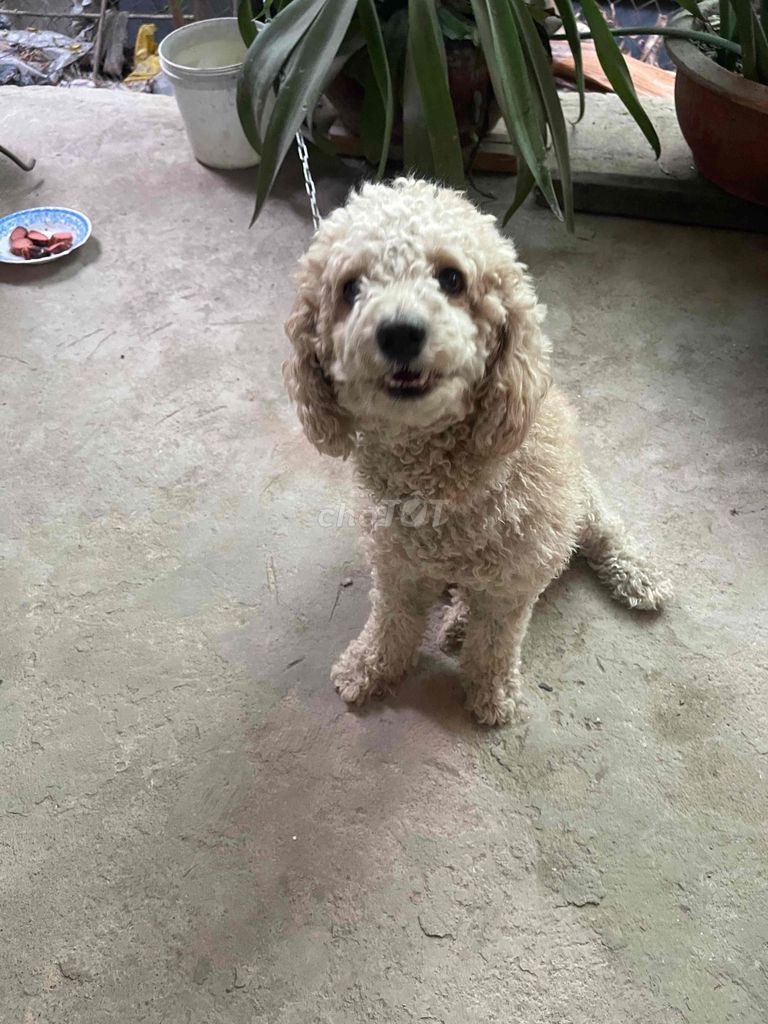 Chó Poodle vàng kem. Mua bán Chó tại Huyện Kế Sách Sóc Trăng được đăng bởi Minh Khánh hình 1