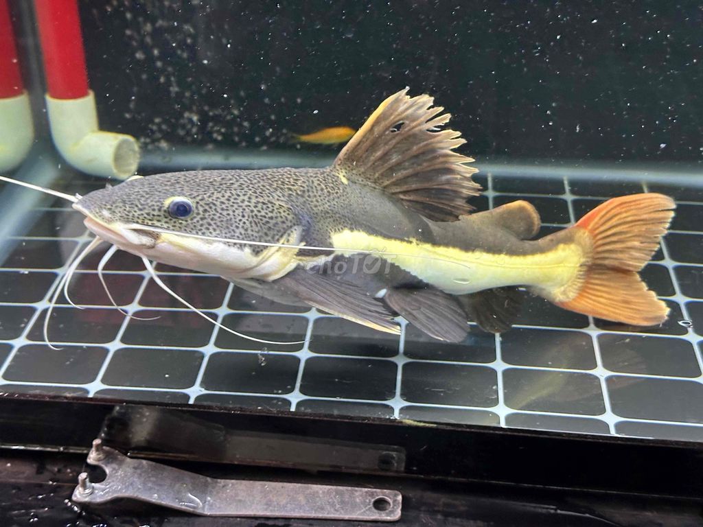 Cá hồng vỹ mỏ vịt 30cm. Mua bán Thú cưng khác tại Quận Tân Phú Tp Hồ Chí Minh được đăng bởi Minh Tú hình 1