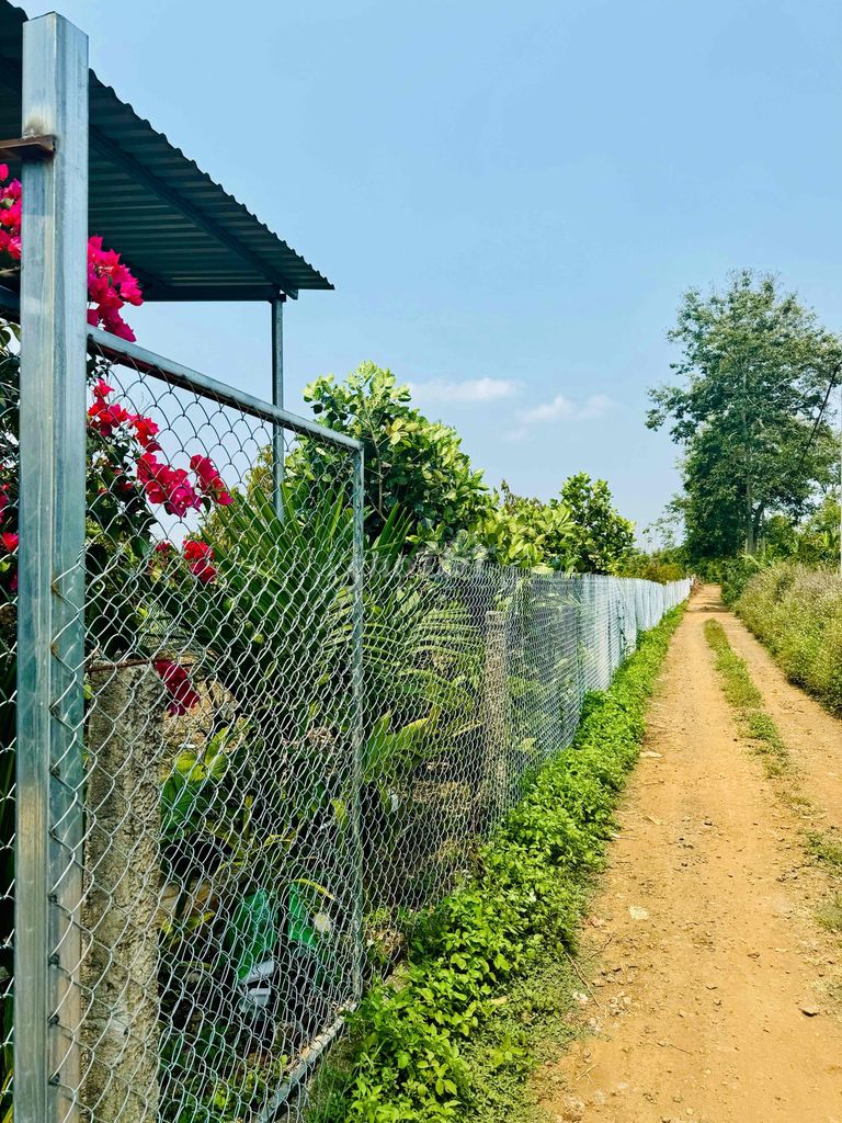 nhà vườn sầu riêng đang thu hoạch siêu đep, tại mã vùng trồng krongpak