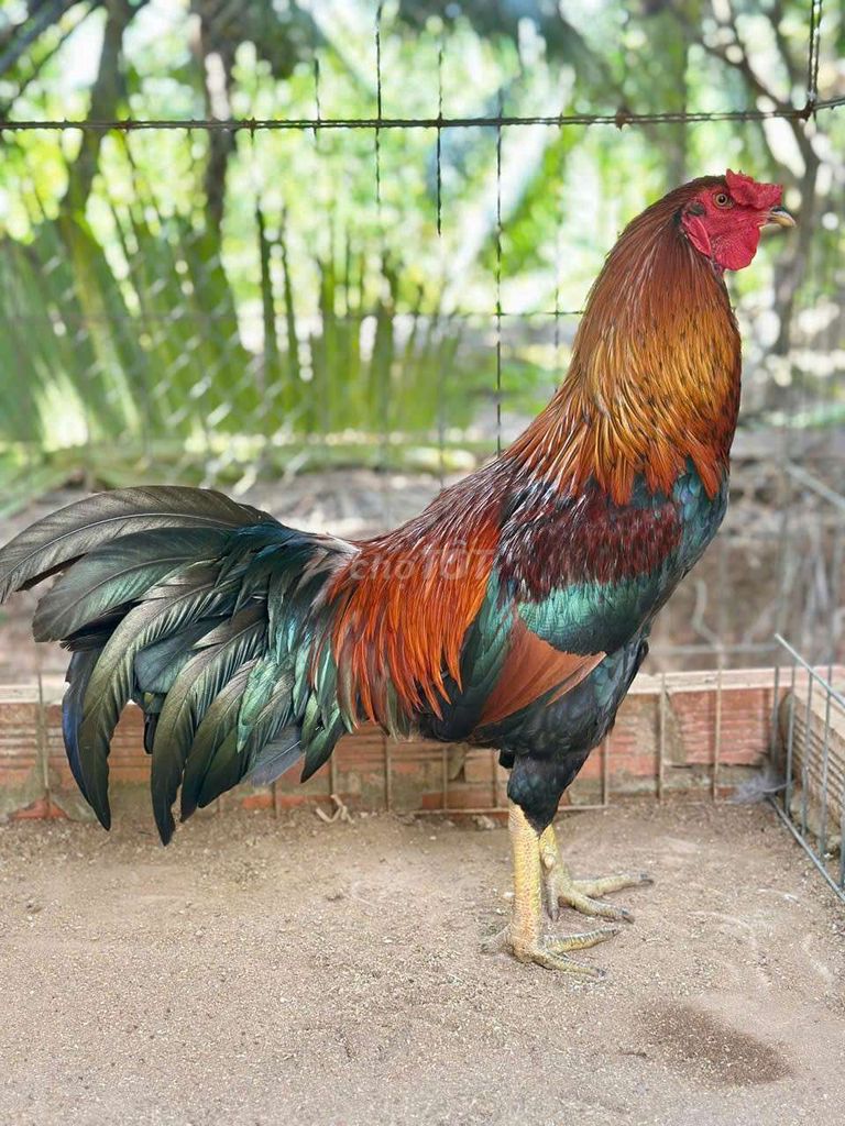 xanh 3kg tơ. Mua bán Gà tại Huyện Châu Thành Bến Tre được đăng bởi Bến Tre Gà Đá hình 1