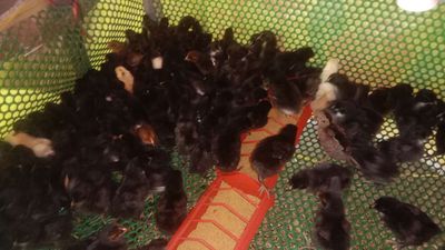 Gà đen lai noi ace cần giống ib. Mua bán Gà tại Thành phố Thuận An Bình Dương được đăng bởi Le binh