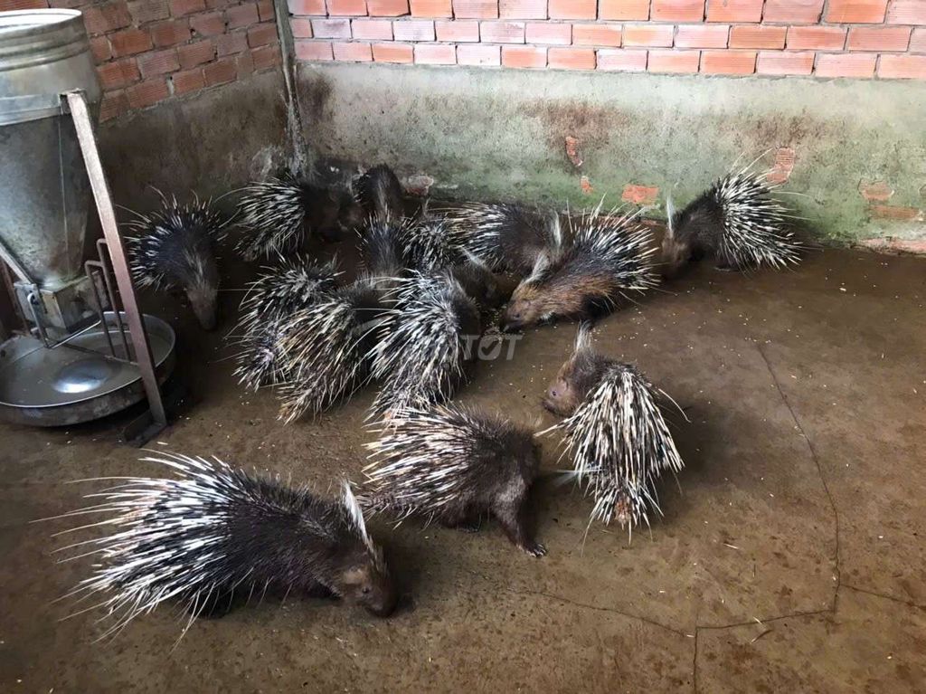 Nhà Mình Còn 09 Cặp Nhím Cảnh, Ai Cần Giống Nuôi. Mua bán Thú cưng khác tại Huyện Châu Thành Hậu Giang được đăng bởi Đoàn Mạnh KTS hình 1