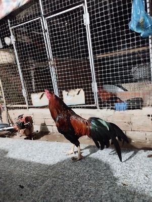Điều 2 kg4 tay tốt. Mua bán Gà tại Quận Ô Môn Cần Thơ được đăng bởi Hoàng Phương