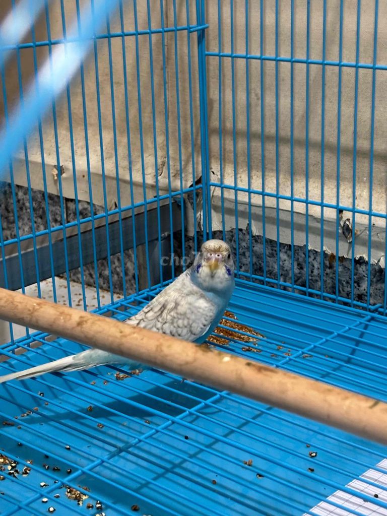 đi 2 bé yphl ú nụ khu vực gò vấp tphcm. Mua bán Chim tại Quận Gò Vấp Tp Hồ Chí Minh được đăng bởi Anh Hào hình 1