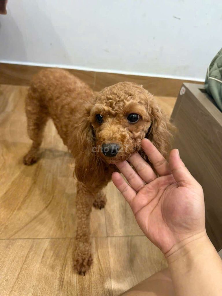 Chó Poodle Socola 3 tuổi. Mua bán Chó tại Quận Cẩm Lệ Đà Nẵng được đăng bởi Trịnh Thanh Việt hình 1
